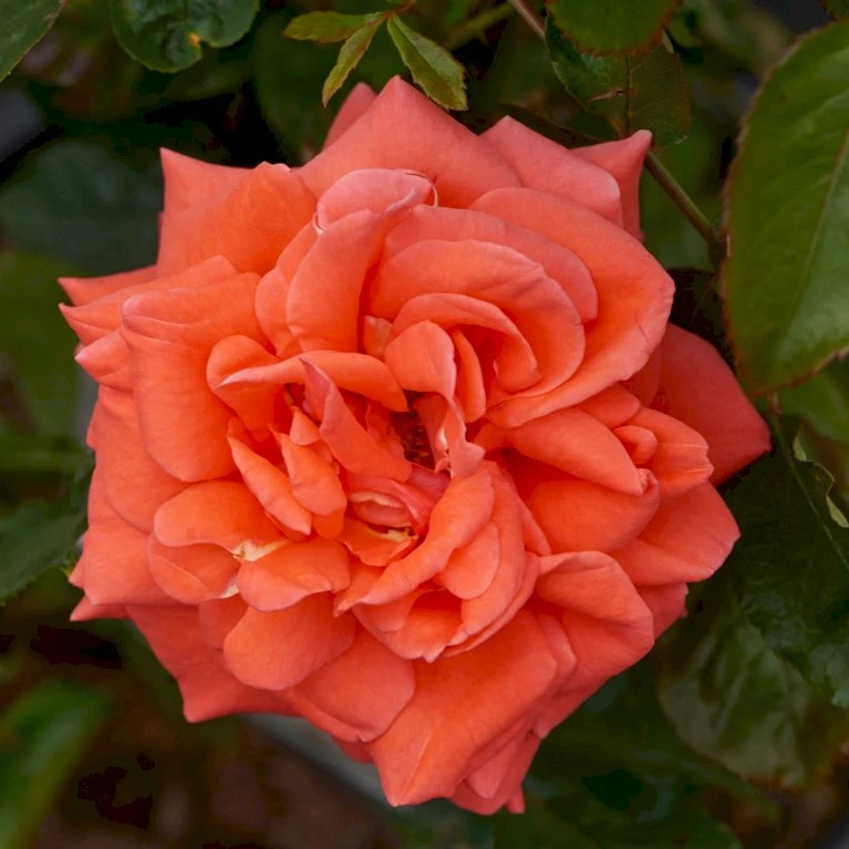 'Prinsesse Marie' Rosa X 'Prinsesse Marie' (Storblomstrende) A-Kvalitet,- barrods roser min. 3 grene 'Prinsesse Marie' Rosa X 'Prinsesse Marie' (Storblomstrende) A-Kvalitet,- Barrods Roser Min. 3 Grene -Plantetorvet p5265 51366 rosa x prinsesse marie storblomstrende 9cc1