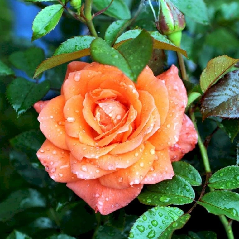 'Prinsesse Marie' Rosa X 'Prinsesse Marie' (Storblomstrende) A-Kvalitet,- barrods roser min. 3 grene 'Prinsesse Marie' Rosa X 'Prinsesse Marie' (Storblomstrende) A-Kvalitet,- Barrods Roser Min. 3 Grene -Plantetorvet p5265 51367 rosa x prinsesse marie storblomstrende 78c6