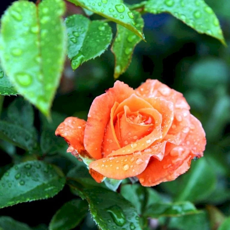 'Prinsesse Marie' Rosa X 'Prinsesse Marie' (Storblomstrende) A-Kvalitet,- barrods roser min. 3 grene 'Prinsesse Marie' Rosa X 'Prinsesse Marie' (Storblomstrende) A-Kvalitet,- Barrods Roser Min. 3 Grene -Plantetorvet p5265 51368 rosa x prinsesse marie storblomstrende 297d