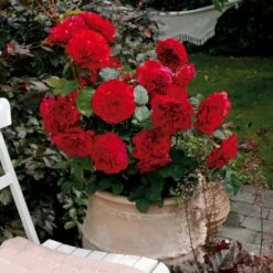 'Look Good Feel Better'™ Rosa X 'Look Good Feel Better'™ (Slotsrose) A-Kvalitet,- Barrods Roser Min. 3 Grene