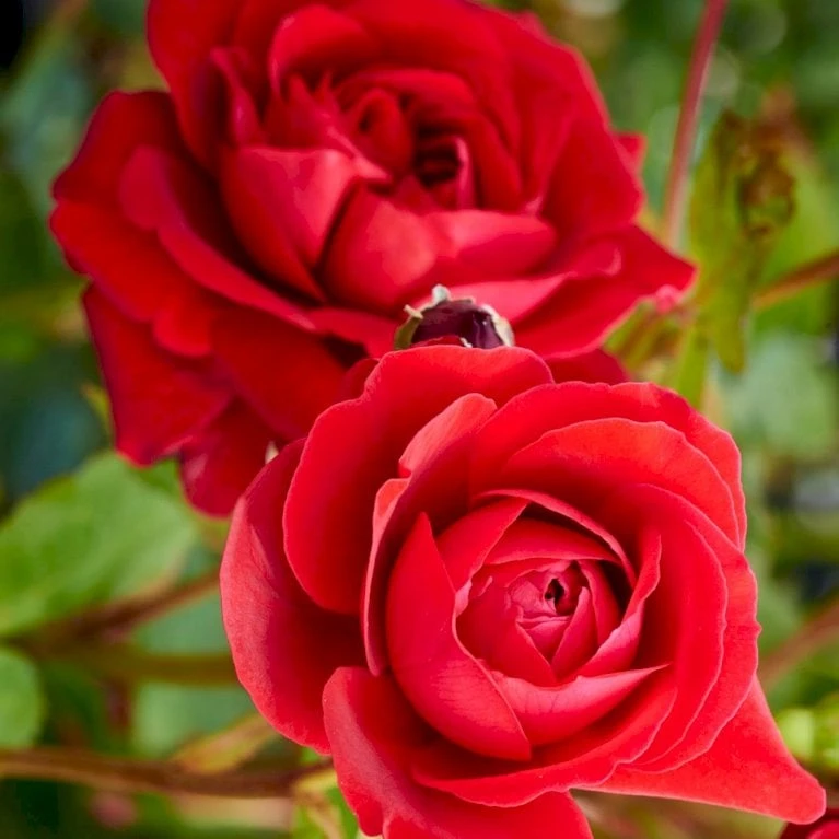 'Look Good Feel Better'™ Rosa X 'Look Good Feel Better'™ (Slotsrose) A-Kvalitet,- barrods roser min. 3 grene 'Look Good Feel Better'™ Rosa X 'Look Good Feel Better'™ (Slotsrose) A-Kvalitet,- Barrods Roser Min. 3 Grene -Plantetorvet p5266 51827 rosa x look good feel better slotsrose 45b4