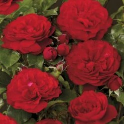 'Look Good Feel Better'™ Rosa X 'Look Good Feel Better'™ (Slotsrose) A-Kvalitet,- Barrods Roser Min. 3 Grene 6 'Look Good Feel Better'™ Rosa X 'Look Good Feel Better'™ (Slotsrose) A-Kvalitet,- Barrods Roser Min. 3 Grene -Plantetorvet p5266 51829 rosa x look good feel better slotsrose 55cd