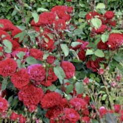 'Look Good Feel Better'™ Rosa X 'Look Good Feel Better'™ (Slotsrose) A-Kvalitet,- Barrods Roser Min. 3 Grene 7 'Look Good Feel Better'™ Rosa X 'Look Good Feel Better'™ (Slotsrose) A-Kvalitet,- Barrods Roser Min. 3 Grene -Plantetorvet p5266 51830 rosa x look good feel better slotsrose 30e7