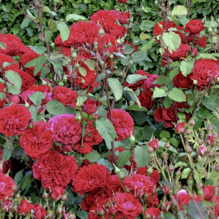 'Look Good Feel Better'™ Rosa X 'Look Good Feel Better'™ (Slotsrose) A-Kvalitet,- barrods roser min. 3 grene 'Look Good Feel Better'™ Rosa X 'Look Good Feel Better'™ (Slotsrose) A-Kvalitet,- Barrods Roser Min. 3 Grene -Plantetorvet p5266 51830 rosa x look good feel better slotsrose 30e7