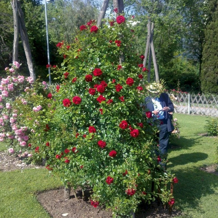 'Grand Award'™ Rosa X 'Grand Award'™ (Slyngrose) A-Kvalitet,- barrods roser min. 3 grene 'Grand Award'™ Rosa X 'Grand Award'™ (Slyngrose) A-Kvalitet,- Barrods Roser Min. 3 Grene -Plantetorvet p5267 52225 rosa x grand award slyngrose 6e6c