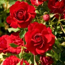 'Grand Award'™ Rosa X 'Grand Award'™ (Slyngrose) A-Kvalitet,- Barrods Roser Min. 3 Grene 6 'Grand Award'™ Rosa X 'Grand Award'™ (Slyngrose) A-Kvalitet,- Barrods Roser Min. 3 Grene -Plantetorvet p5267 52227 rosa x grand award slyngrose 55f0