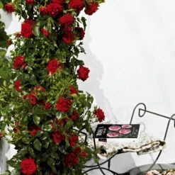 'Grand Award'™ Rosa X 'Grand Award'™ (Slyngrose) A-Kvalitet,- Barrods Roser Min. 3 Grene 7 'Grand Award'™ Rosa X 'Grand Award'™ (Slyngrose) A-Kvalitet,- Barrods Roser Min. 3 Grene -Plantetorvet p5267 52228 rosa x grand award slyngrose 3b68