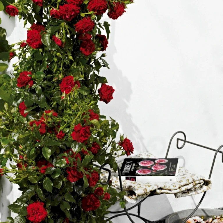 'Grand Award'™ Rosa X 'Grand Award'™ (Slyngrose) A-Kvalitet,- barrods roser min. 3 grene 'Grand Award'™ Rosa X 'Grand Award'™ (Slyngrose) A-Kvalitet,- Barrods Roser Min. 3 Grene -Plantetorvet p5267 52228 rosa x grand award slyngrose 3b68