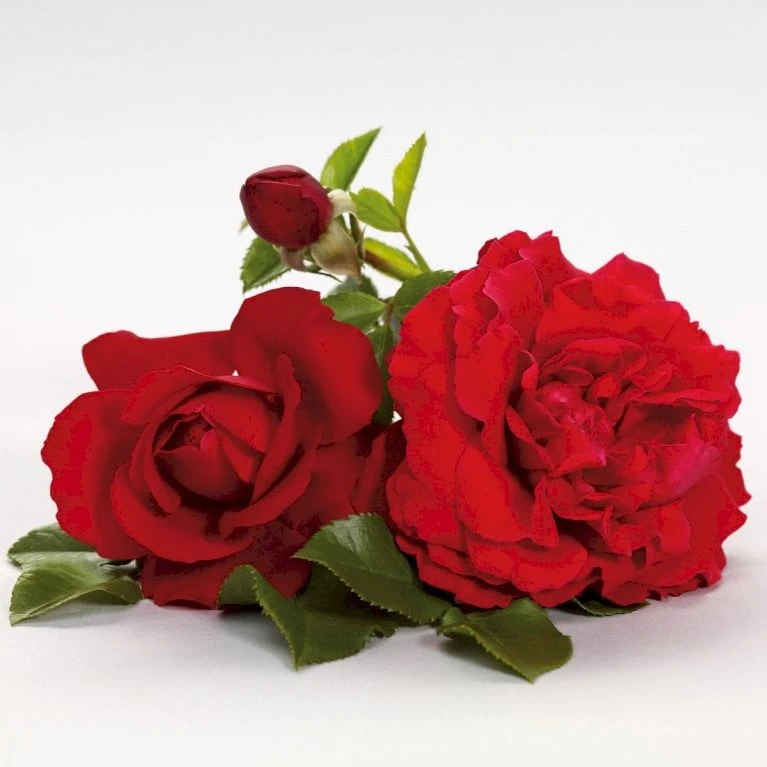 'Grand Award'™ Rosa X 'Grand Award'™ (Slyngrose) A-Kvalitet,- barrods roser min. 3 grene 'Grand Award'™ Rosa X 'Grand Award'™ (Slyngrose) A-Kvalitet,- Barrods Roser Min. 3 Grene -Plantetorvet p5267 52229 rosa x grand award slyngrose 026f