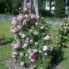 'Mamma Mia'™ Rosa X 'Mamma Mia'™ (Slyngrose) A-Kvalitet,- Barrods Roser Min. 3 Grene