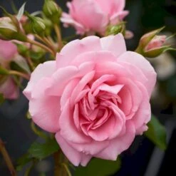 'Mamma Mia'™ Rosa X 'Mamma Mia'™ (Slyngrose) A-Kvalitet,- Barrods Roser Min. 3 Grene -Plantetorvet p5268 52238 rosa x mamma mia slyngrose 8a72
