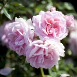 'Mamma Mia'™ Rosa X 'Mamma Mia'™ (Slyngrose) A-Kvalitet,- Barrods Roser Min. 3 Grene -Plantetorvet p5268 52239 rosa x mamma mia slyngrose d88a