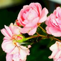 'Mamma Mia'™ Rosa X 'Mamma Mia'™ (Slyngrose) A-Kvalitet,- Barrods Roser Min. 3 Grene -Plantetorvet p5268 52240 rosa x mamma mia slyngrose ced3