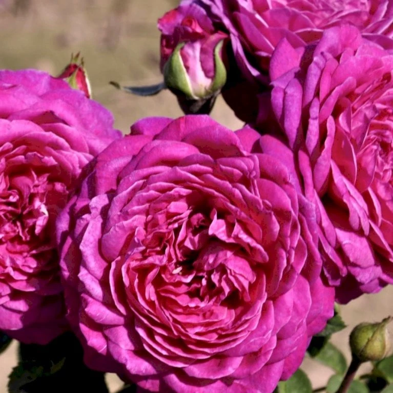 'Heidi Klum® Rose' Rosa X 'Heidi Klum® Rose' (Storblomstrende) A-Kvalitet,- barrods roser min. 3 grene 'Heidi Klum® Rose' Rosa X 'Heidi Klum® Rose' (Storblomstrende) A-Kvalitet,- Barrods Roser Min. 3 Grene -Plantetorvet p5269 51529 rosa x heidi klum rose storblomstrende 5e4f