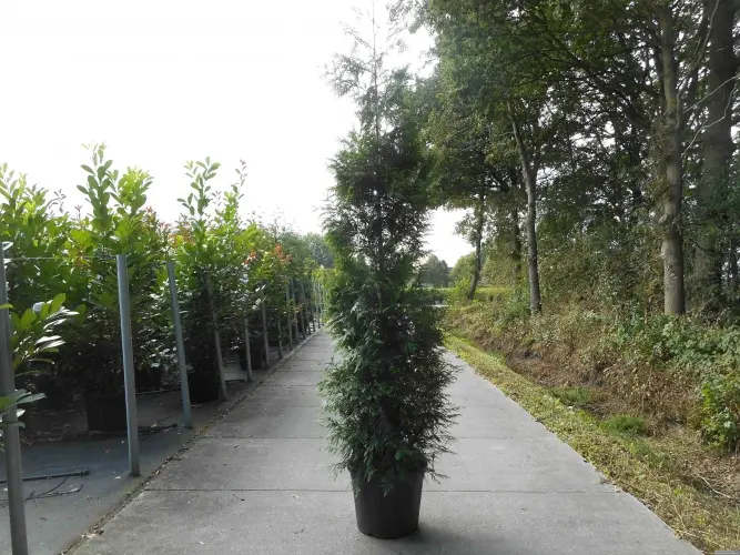 Kæmpethuja 'Excelsa' - Thuja plicata 'Excelsa' - Hækplanter Kæmpethuja 'Excelsa' - Thuja Plicata 'Excelsa' - Hækplanter -Plantetorvet p5316 21451 thuja plicata excelsa 1bc8