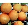 Abrikos 'Orangered' Prunus Armeniaca 'Orangered' 5 Liter Potte -Plantetorvet p5335 3944 prunus armeniaca orangered 6cfc