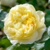'Charles Darwin'™ Rosa X 'Charles Darwin'™ (Engelsk Rose) A-Kvalitet,- Barrods Roser Min. 3 Grene -Plantetorvet p5351 52955 rosa x charles darwin engelsk rose b9f2