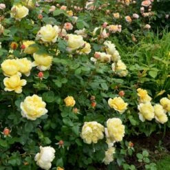 'Charles Darwin'™ Rosa X 'Charles Darwin'™ (Engelsk Rose) A-Kvalitet,- Barrods Roser Min. 3 Grene 4 'Charles Darwin'™ Rosa X 'Charles Darwin'™ (Engelsk Rose) A-Kvalitet,- Barrods Roser Min. 3 Grene -Plantetorvet p5351 52956 rosa x charles darwin engelsk rose 1381