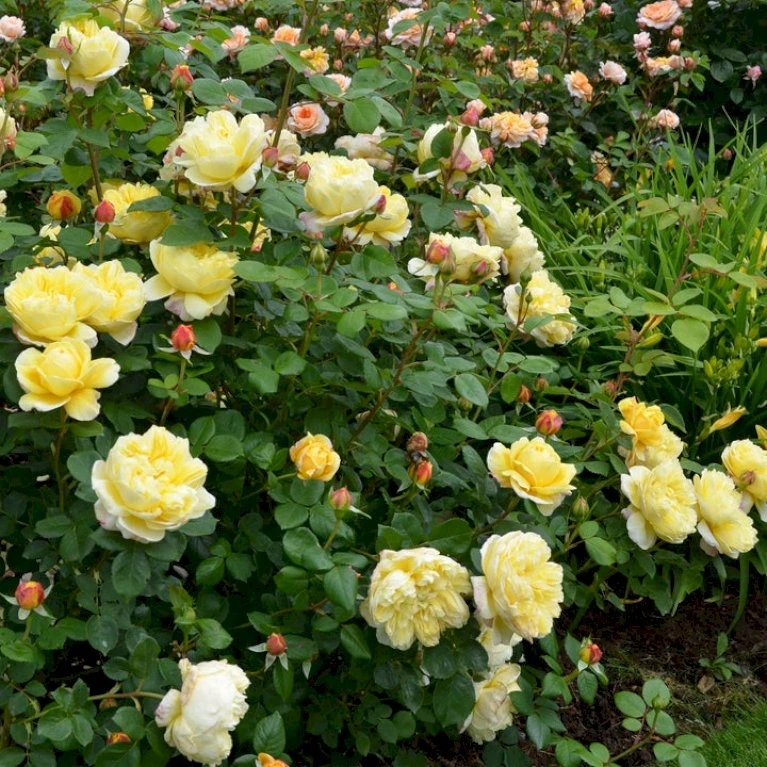 'Charles Darwin'™ Rosa X 'Charles Darwin'™ (Engelsk Rose) A-Kvalitet,- barrods roser min. 3 grene 'Charles Darwin'™ Rosa X 'Charles Darwin'™ (Engelsk Rose) A-Kvalitet,- Barrods Roser Min. 3 Grene -Plantetorvet p5351 52956 rosa x charles darwin engelsk rose 1381
