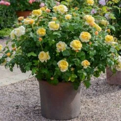 'Charles Darwin'™ Rosa X 'Charles Darwin'™ (Engelsk Rose) A-Kvalitet,- Barrods Roser Min. 3 Grene 5 'Charles Darwin'™ Rosa X 'Charles Darwin'™ (Engelsk Rose) A-Kvalitet,- Barrods Roser Min. 3 Grene -Plantetorvet p5351 52957 rosa x charles darwin engelsk rose 37e3