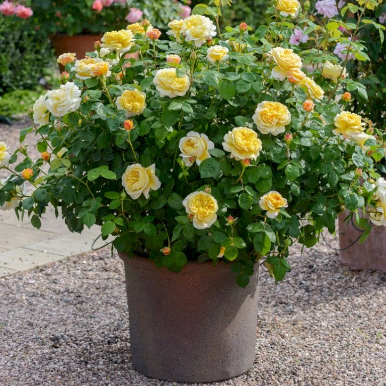 'Charles Darwin'™ Rosa X 'Charles Darwin'™ (Engelsk Rose) A-Kvalitet,- barrods roser min. 3 grene 'Charles Darwin'™ Rosa X 'Charles Darwin'™ (Engelsk Rose) A-Kvalitet,- Barrods Roser Min. 3 Grene -Plantetorvet p5351 52957 rosa x charles darwin engelsk rose 37e3