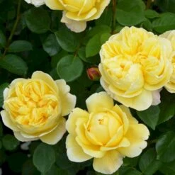 'Charles Darwin'™ Rosa X 'Charles Darwin'™ (Engelsk Rose) A-Kvalitet,- Barrods Roser Min. 3 Grene 6 'Charles Darwin'™ Rosa X 'Charles Darwin'™ (Engelsk Rose) A-Kvalitet,- Barrods Roser Min. 3 Grene -Plantetorvet p5351 52958 rosa x charles darwin engelsk rose 9b2d