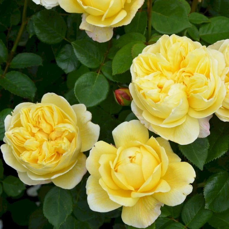 'Charles Darwin'™ Rosa X 'Charles Darwin'™ (Engelsk Rose) A-Kvalitet,- barrods roser min. 3 grene 'Charles Darwin'™ Rosa X 'Charles Darwin'™ (Engelsk Rose) A-Kvalitet,- Barrods Roser Min. 3 Grene -Plantetorvet p5351 52958 rosa x charles darwin engelsk rose 9b2d