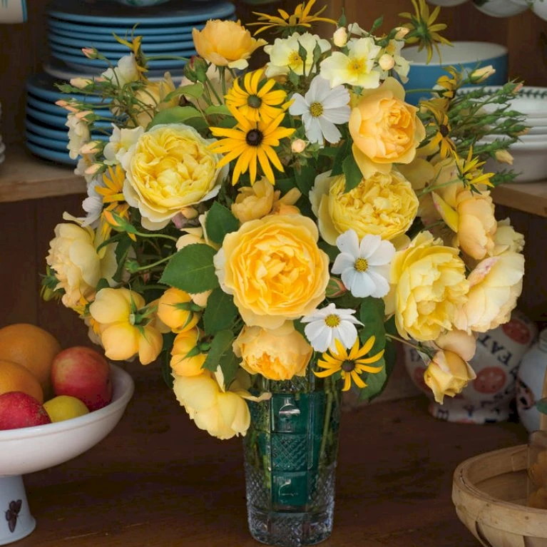 'Charles Darwin'™ Rosa X 'Charles Darwin'™ (Engelsk Rose) A-Kvalitet,- barrods roser min. 3 grene 'Charles Darwin'™ Rosa X 'Charles Darwin'™ (Engelsk Rose) A-Kvalitet,- Barrods Roser Min. 3 Grene -Plantetorvet p5351 52959 rosa x charles darwin engelsk rose b2dc