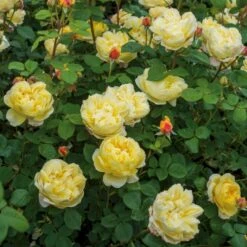 'Charles Darwin'™ Rosa X 'Charles Darwin'™ (Engelsk Rose) A-Kvalitet,- Barrods Roser Min. 3 Grene 8 'Charles Darwin'™ Rosa X 'Charles Darwin'™ (Engelsk Rose) A-Kvalitet,- Barrods Roser Min. 3 Grene -Plantetorvet p5351 52960 rosa x charles darwin engelsk rose 62bd