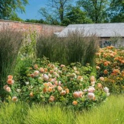 'Grace'™ Rosa X 'Grace'™ (Engelsk Rose) A-Kvalitet,- Barrods Roser Min. 3 Grene -Plantetorvet p5362 53016 rosa x grace engelsk rose 0a85