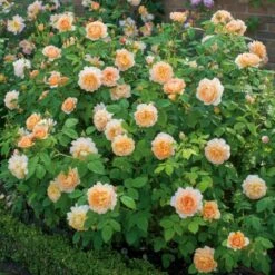 'Grace'™ Rosa X 'Grace'™ (Engelsk Rose) A-Kvalitet,- Barrods Roser Min. 3 Grene -Plantetorvet p5362 53018 rosa x grace engelsk rose f994
