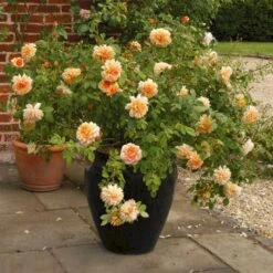 'Grace'™ Rosa X 'Grace'™ (Engelsk Rose) A-Kvalitet,- Barrods Roser Min. 3 Grene -Plantetorvet p5362 53019 rosa x grace engelsk rose 5e18
