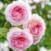 'James Galway'™ Rosa X 'James Galway'™ (Engelsk Rose) A-Kvalitet,- Barrods Roser Min. 3 Grene -Plantetorvet p5366 53029 rosa x james galway engelsk rose 0b3d