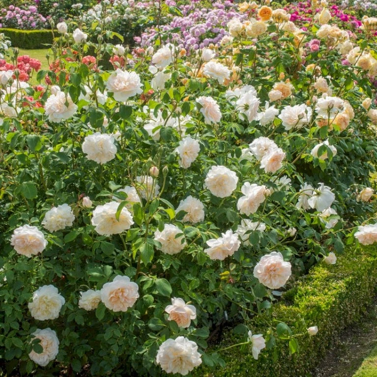 'Lichfield Angel'™ Rosa X 'Lichfield Angel'™ (Engelsk Rose) A-Kvalitet,- barrods roser min. 3 grene 'Lichfield Angel'™ Rosa X 'Lichfield Angel'™ (Engelsk Rose) A-Kvalitet,- Barrods Roser Min. 3 Grene -Plantetorvet p5373 53058 rosa x lichfield angel engelsk rose 55d0