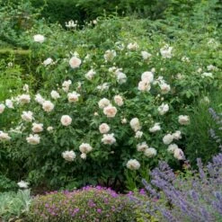 'Lichfield Angel'™ Rosa X 'Lichfield Angel'™ (Engelsk Rose) A-Kvalitet,- Barrods Roser Min. 3 Grene 4 'Lichfield Angel'™ Rosa X 'Lichfield Angel'™ (Engelsk Rose) A-Kvalitet,- Barrods Roser Min. 3 Grene -Plantetorvet p5373 53059 rosa x lichfield angel engelsk rose 4a3b