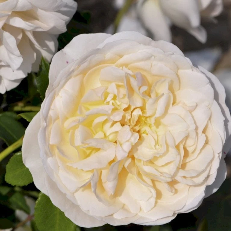 'Lichfield Angel'™ Rosa X 'Lichfield Angel'™ (Engelsk Rose) A-Kvalitet,- barrods roser min. 3 grene 'Lichfield Angel'™ Rosa X 'Lichfield Angel'™ (Engelsk Rose) A-Kvalitet,- Barrods Roser Min. 3 Grene -Plantetorvet p5373 53061 rosa x lichfield angel engelsk rose 8d99