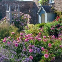 'Princess Alexandra Of Kent'™ Rosa X 'Princess Alexandra Of Kent'™ (Engelsk Rose) A-Kvalitet,- Barrods Roser Min. 3 Grene 5 'Princess Alexandra Of Kent'™ Rosa X 'Princess Alexandra Of Kent'™ (Engelsk Rose) A-Kvalitet,- Barrods Roser Min. 3 Grene -Plantetorvet p5379 53090 rosa x princess alexandra of kent engelsk rose d97b