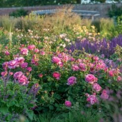 'Princess Alexandra Of Kent'™ Rosa X 'Princess Alexandra Of Kent'™ (Engelsk Rose) A-Kvalitet,- Barrods Roser Min. 3 Grene 7 'Princess Alexandra Of Kent'™ Rosa X 'Princess Alexandra Of Kent'™ (Engelsk Rose) A-Kvalitet,- Barrods Roser Min. 3 Grene -Plantetorvet p5379 53092 rosa x princess alexandra of kent engelsk rose 6383
