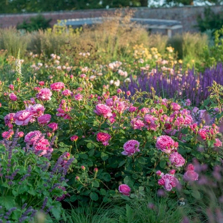 'Princess Alexandra Of Kent'™ Rosa X 'Princess Alexandra Of Kent'™ (Engelsk Rose) A-Kvalitet,- barrods roser min. 3 grene 'Princess Alexandra Of Kent'™ Rosa X 'Princess Alexandra Of Kent'™ (Engelsk Rose) A-Kvalitet,- Barrods Roser Min. 3 Grene -Plantetorvet p5379 53092 rosa x princess alexandra of kent engelsk rose 6383