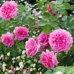 'Princess Alexandra Of Kent'™ Rosa X 'Princess Alexandra Of Kent'™ (Engelsk Rose) A-Kvalitet,- Barrods Roser Min. 3 Grene 9 'Princess Alexandra Of Kent'™ Rosa X 'Princess Alexandra Of Kent'™ (Engelsk Rose) A-Kvalitet,- Barrods Roser Min. 3 Grene -Plantetorvet p5379 53094 rosa x princess alexandra of kent engelsk rose 7b87