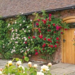 'St. Swithun' Rosa X 'St. Swithun' (Engelsk Rose) A-Kvalitet,- Barrods Roser Min. 3 Grene -Plantetorvet p5386 53129 rosa x st swithun engelsk rose df28