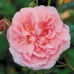 'Strawberry Hill' Rosa X 'Strawberry Hill' (Engelsk Rose) A-Kvalitet,- Barrods Roser Min. 3 Grene 6 'Strawberry Hill' Rosa X 'Strawberry Hill' (Engelsk Rose) A-Kvalitet,- Barrods Roser Min. 3 Grene -Plantetorvet p5387 53133 rosa x strawberry hill engelsk rose bc96