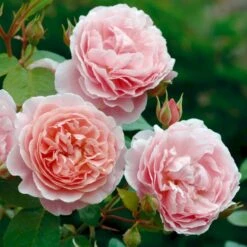 'Strawberry Hill' Rosa X 'Strawberry Hill' (Engelsk Rose) A-Kvalitet,- Barrods Roser Min. 3 Grene 7 'Strawberry Hill' Rosa X 'Strawberry Hill' (Engelsk Rose) A-Kvalitet,- Barrods Roser Min. 3 Grene -Plantetorvet p5387 53134 rosa x strawberry hill engelsk rose 0dfc