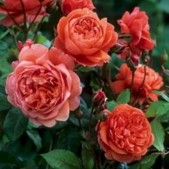 'Summer Song'™ Rosa X 'Summer Song'™ (Engelsk Rose) A-Kvalitet,- Barrods Roser Min. 3 Grene -Plantetorvet p5388 53137 rosa x summer song engelsk rose c2f3