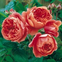 'Summer Song'™ Rosa X 'Summer Song'™ (Engelsk Rose) A-Kvalitet,- Barrods Roser Min. 3 Grene -Plantetorvet p5388 53139 rosa x summer song engelsk rose 7e85