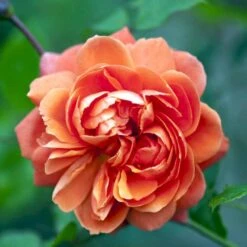 'Summer Song'™ Rosa X 'Summer Song'™ (Engelsk Rose) A-Kvalitet,- Barrods Roser Min. 3 Grene -Plantetorvet p5388 53140 rosa x summer song engelsk rose 2953
