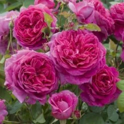 'Young Lycidas' Rosa X 'Young Lycidas' (Engelsk Rose) A-Kvalitet,- Barrods Roser Min. 3 Grene 4 'Young Lycidas' Rosa X 'Young Lycidas' (Engelsk Rose) A-Kvalitet,- Barrods Roser Min. 3 Grene -Plantetorvet p5401 53256 rosa x young lycidas engelsk rose 0156