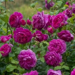 'Young Lycidas' Rosa X 'Young Lycidas' (Engelsk Rose) A-Kvalitet,- Barrods Roser Min. 3 Grene -Plantetorvet p5401 53257 rosa x young lycidas engelsk rose 877e