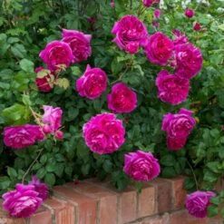 'Young Lycidas' Rosa X 'Young Lycidas' (Engelsk Rose) A-Kvalitet,- Barrods Roser Min. 3 Grene 6 'Young Lycidas' Rosa X 'Young Lycidas' (Engelsk Rose) A-Kvalitet,- Barrods Roser Min. 3 Grene -Plantetorvet p5401 53258 rosa x young lycidas engelsk rose 2345
