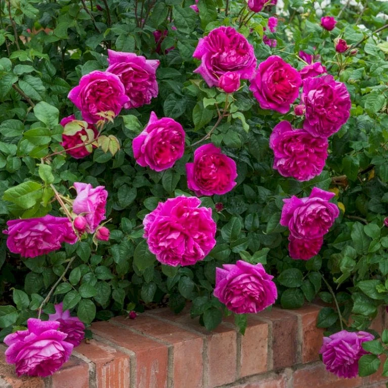 'Young Lycidas' Rosa X 'Young Lycidas' (Engelsk Rose) A-Kvalitet,- barrods roser min. 3 grene 'Young Lycidas' Rosa X 'Young Lycidas' (Engelsk Rose) A-Kvalitet,- Barrods Roser Min. 3 Grene -Plantetorvet p5401 53258 rosa x young lycidas engelsk rose 2345